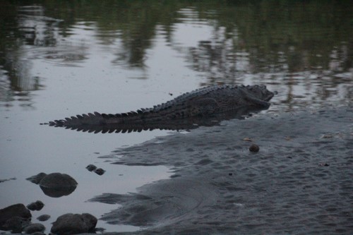Krokodil (Kopie)